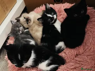 Mixed Breed cats 😻Beautiful Kittens😻 in Littlehampton - Advert 1