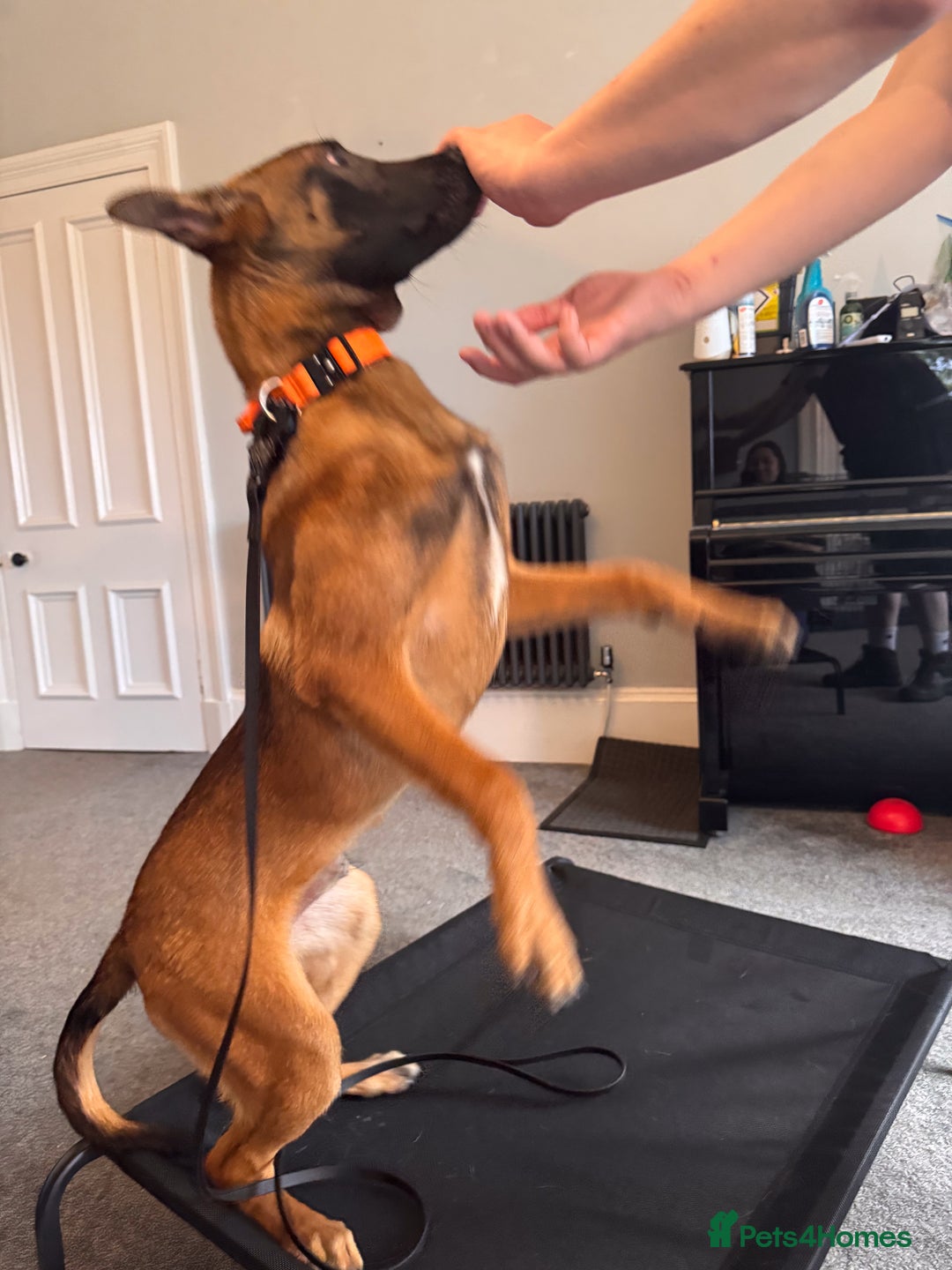 Belgian Shepherd Dog dogs for sale: Kairo - Urgent Rehome - Image 2