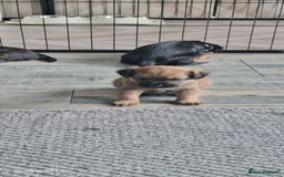 Border Terrier dogs for sale: Border Terrier Pups - Image 10