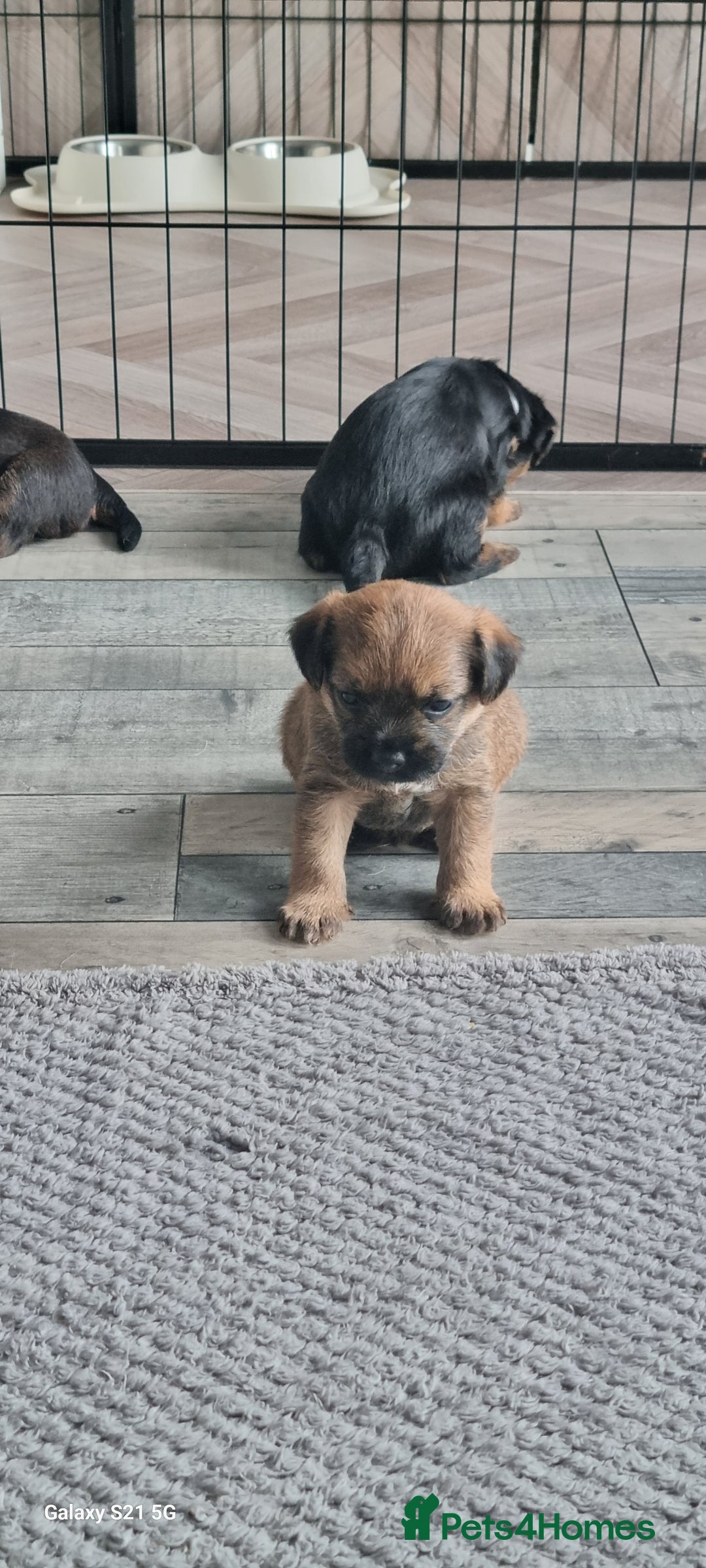 Border Terrier dogs for sale: Border Terrier Pups - Image 10