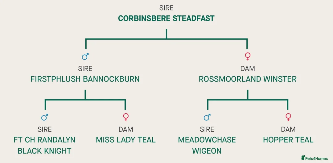 Cocker Spaniel dogs for stud: At Stud in Warminster - Advert 7