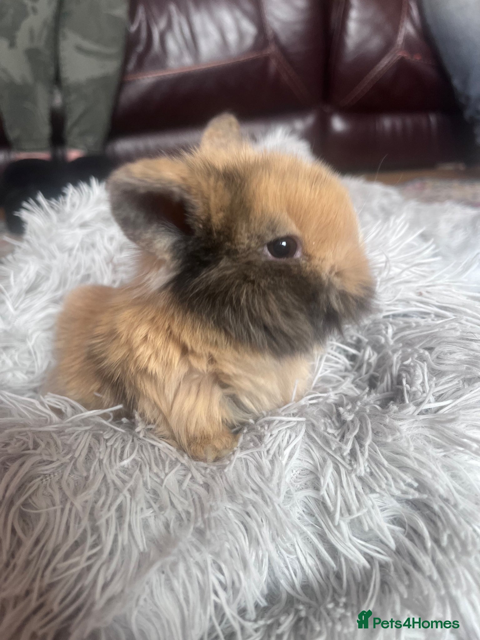 Mini Lion Lop rabbits 3 stunning lion lops for sale - Advert 1