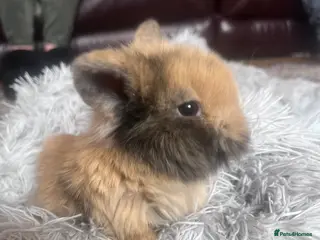 Mini Lion Lop rabbits 3 stunning lion lops for sale - Advert 1