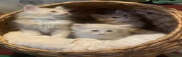 Maine Coon cats for sale: Beautiful Maine Coon x kittens x 5  - Advert 8