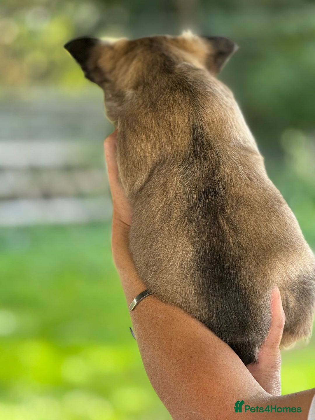 French Bulldog dogs for sale: Fluffy frenchie pups  - Image 24