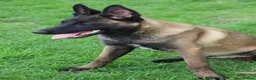Belgian Shepherd Dog dogs for sale: Black mask mali pup - Advert 1