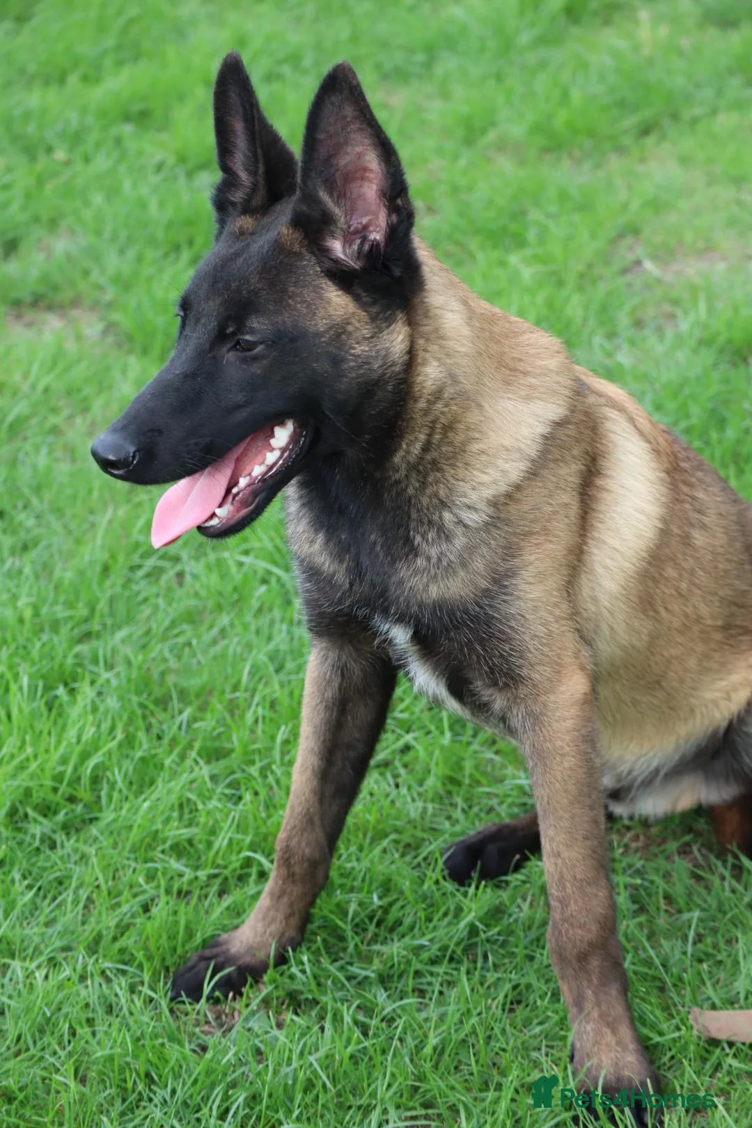 Belgian Shepherd Dog dogs for sale: Black mask mali pup - Advert 1