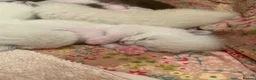 Ragdoll cats for sale: Healthy, strong Ragdoll kittens  in Wotton-under-Edge - Advert 11