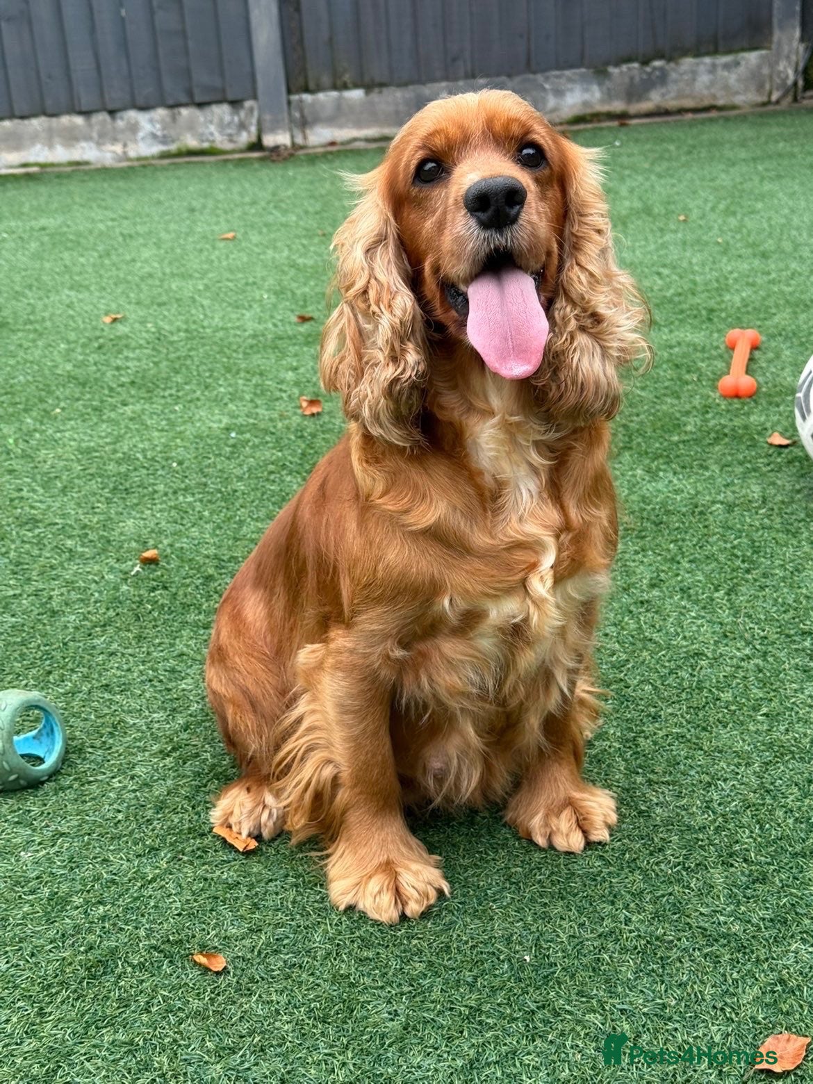 Cockapoo dogs Beautiful f1 cockapoo - Advert 6