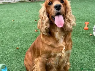 Cockapoo dogs Beautiful f1 cockapoo - Advert 1