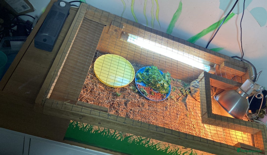 Hermann Tortoise reptiles for sale: Herman tortoise male 4 years old  - Advert 3