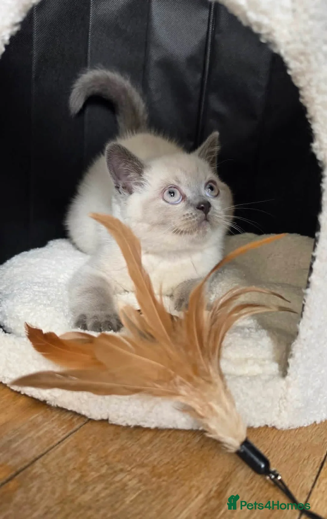British Shorthair cats for sale: British Shorthaired kittens available  - Advert 7