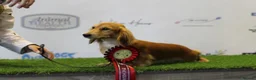 Miniature Dachshund dogs for sale: Beautiful cream mini longs, IVDD Screened parents  - Advert 11