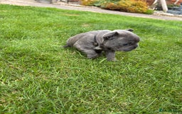 French Bulldog dogs for sale: Gorgeous French Bulldog Puppies. - Image 13