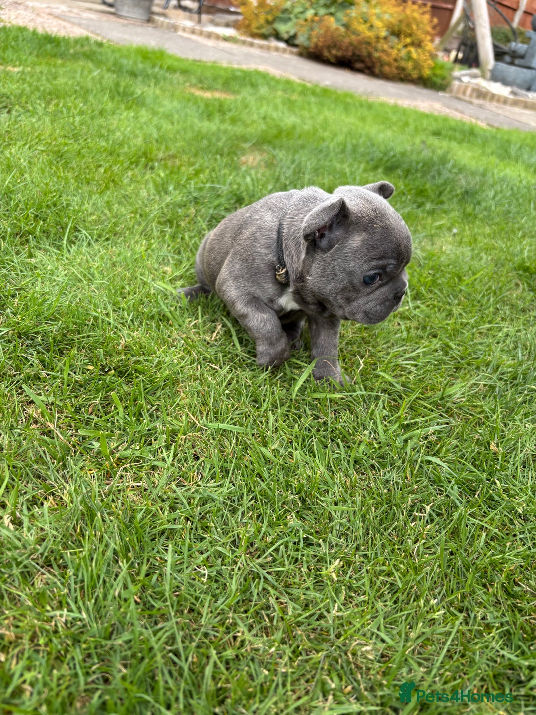 French Bulldog dogs for sale: Gorgeous French Bulldog Puppies. - Image 13
