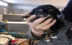 Cavapoo dogs for sale: Our last Toy cavapoo puppy looking for a home  - Image 23