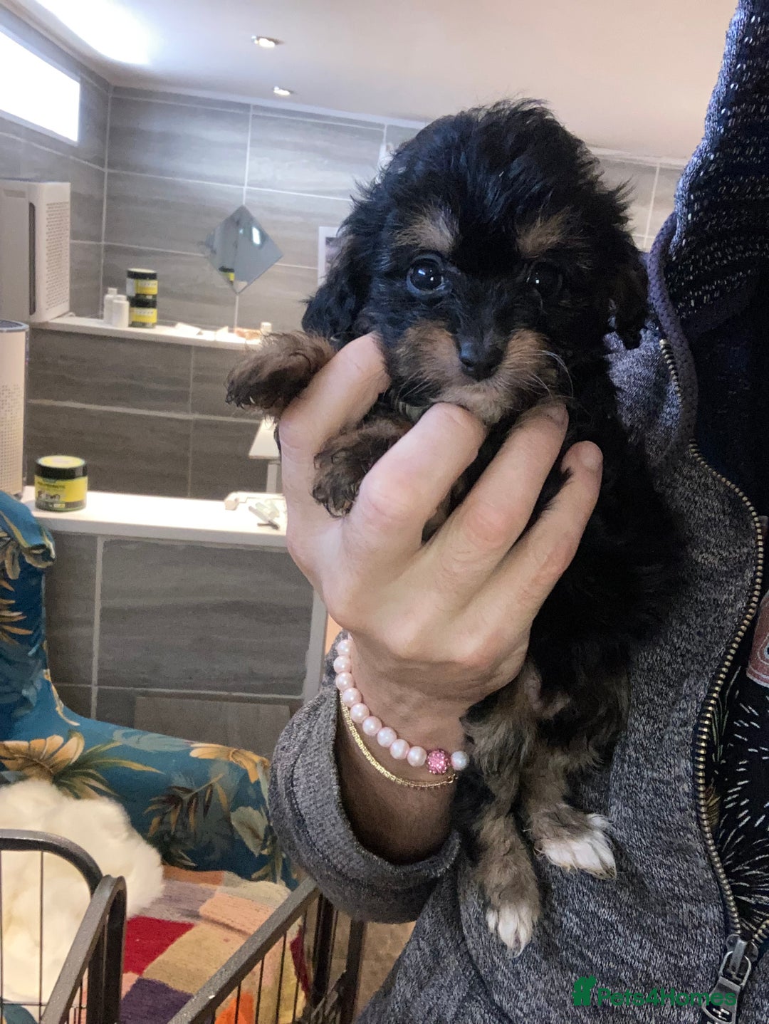 Cavapoo dogs for sale: Our last Toy cavapoo puppy looking for a home  - Image 23