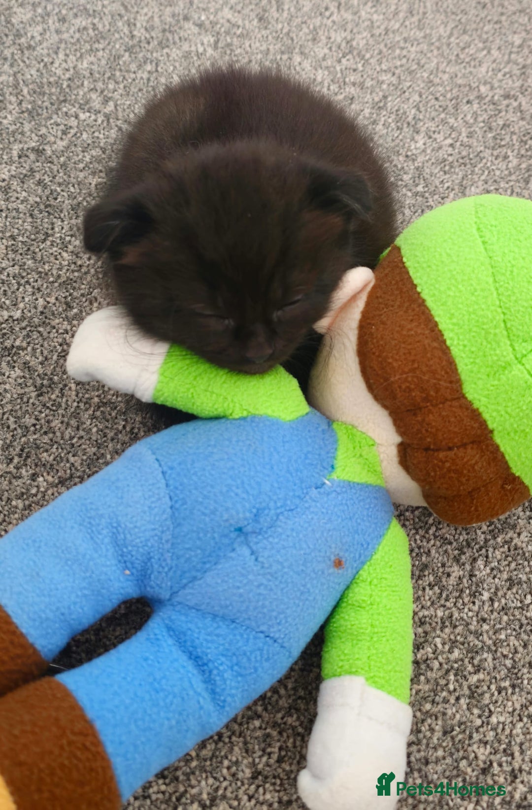 Mixed Breed cats for sale: Scottish Fold Mix Kittens –Ready 16th August 🐾 - Image 15