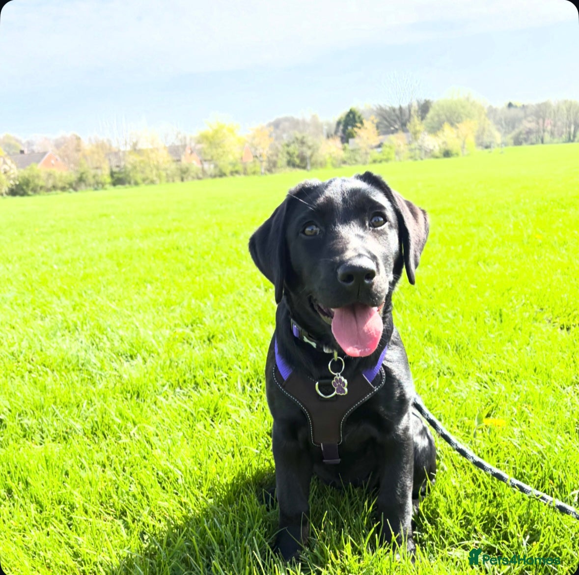Labrador Retriever dogs for sale: Female Labrador  in Liverpool - Advert 2