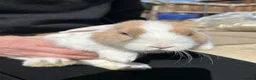 English Lop rabbits for sale: 9 week old lop bunnies  - Advert 3