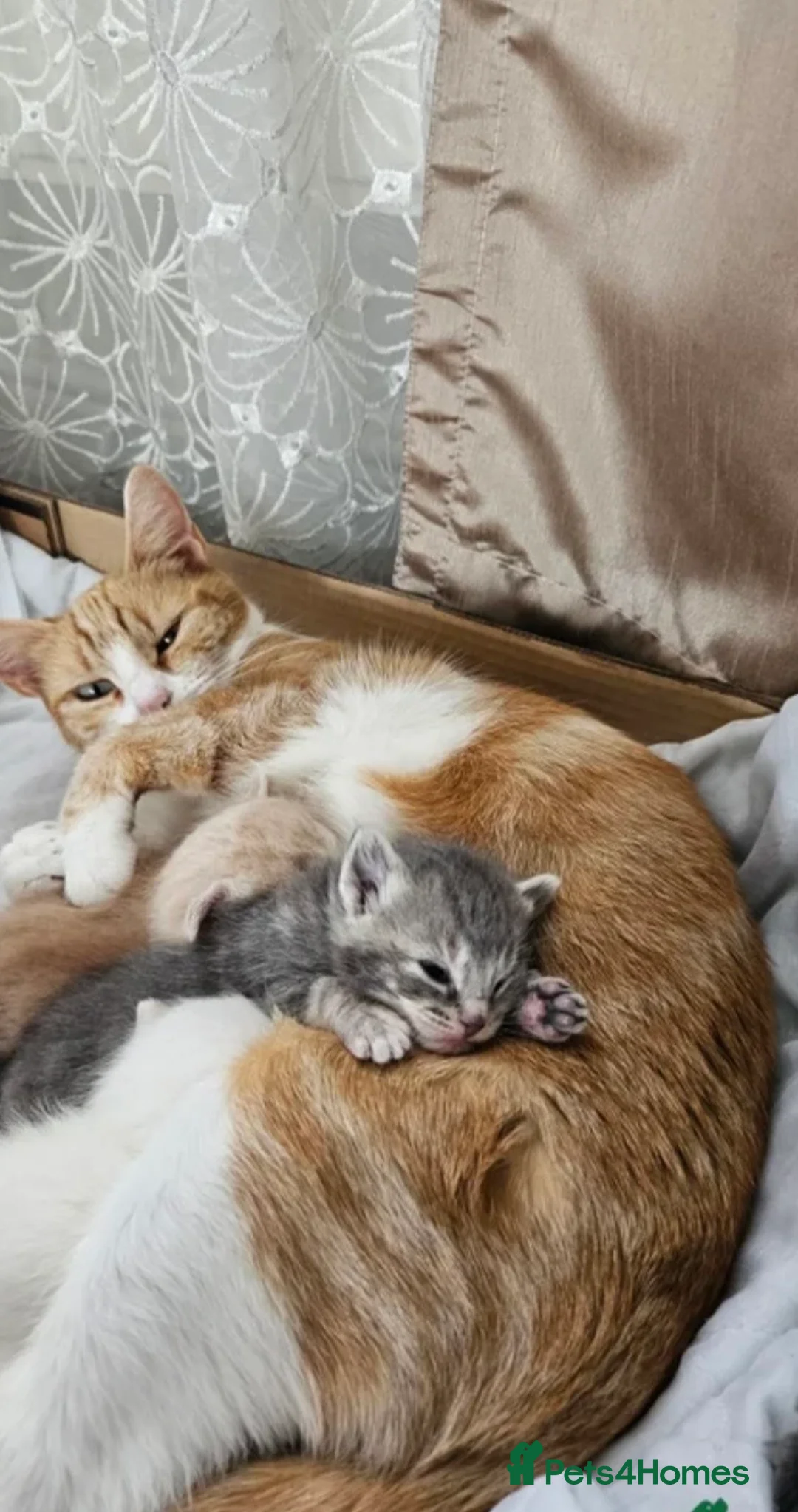 Mixed Breed cats for sale: Stunning white female kitten - Advert 5