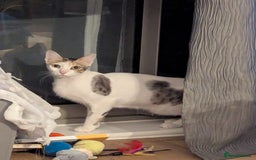 Mixed Breed cats for adoption: WE NEED AN EXPERIENCED THAT WANTS A REAL RESCUE - Image 2