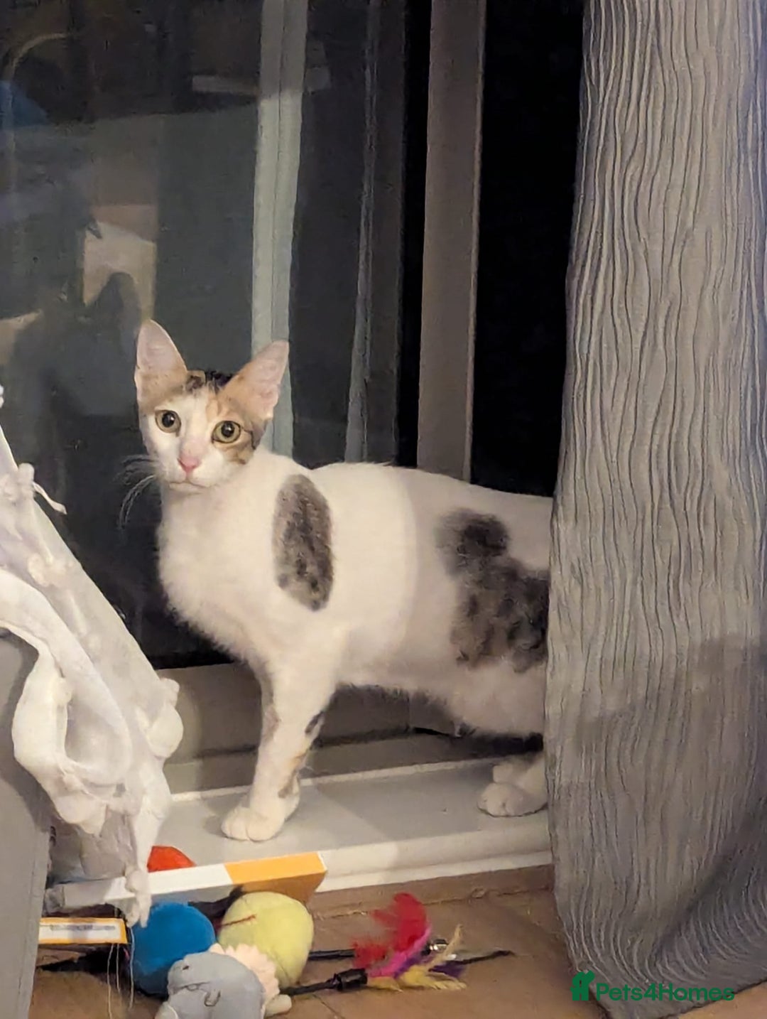 Mixed Breed cats for adoption: WE NEED AN EXPERIENCED THAT WANTS A REAL RESCUE - Image 2