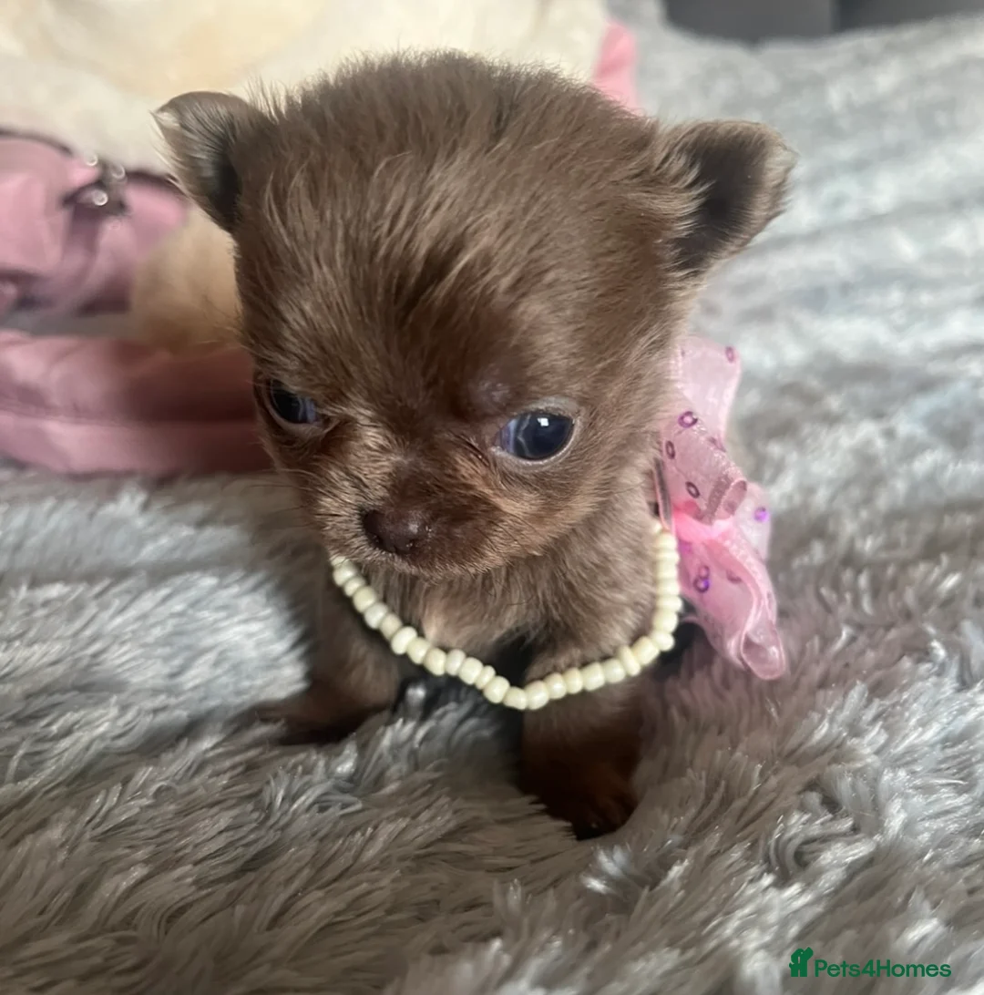 Chihuahua dogs for stud: STUNNING KC LILAC BOY FOR STUD DUTIES  in Birmingham - Advert 10