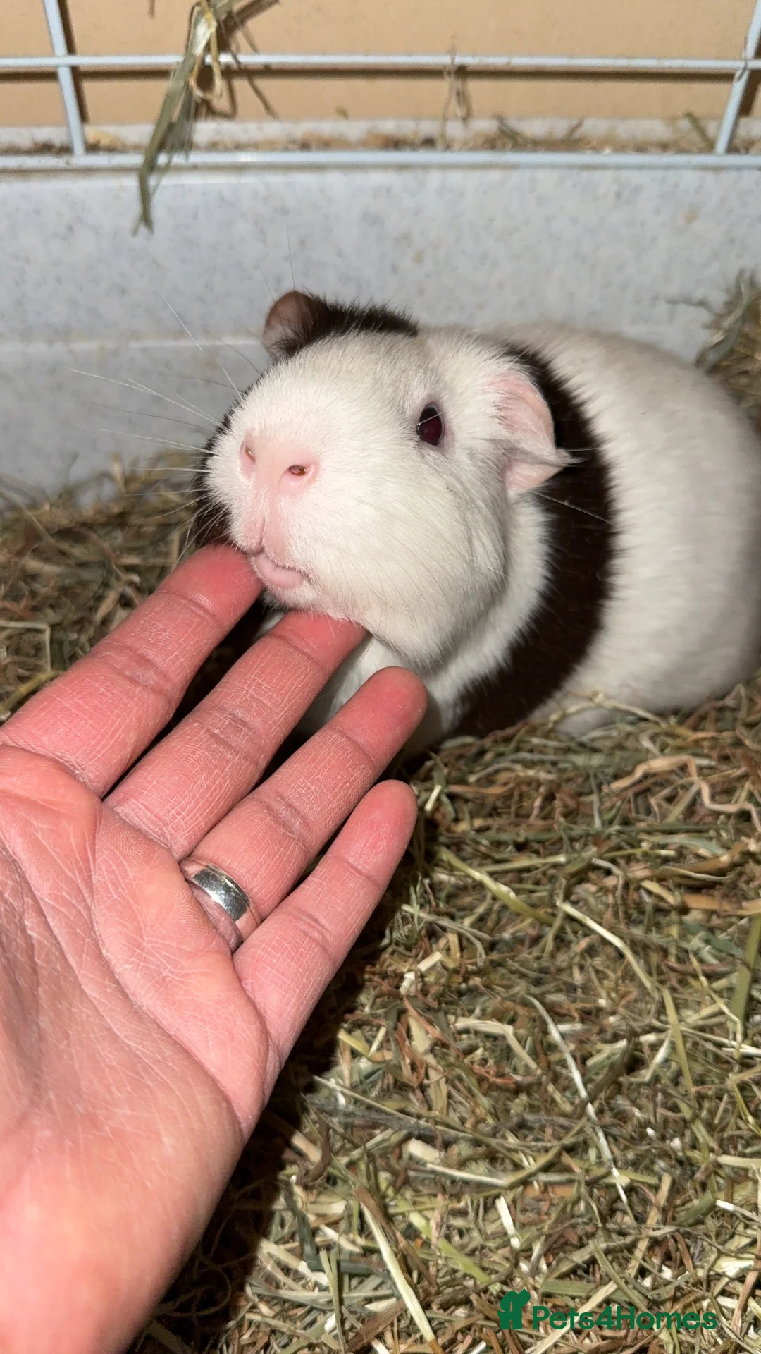 Guinea Pig rodents for sale:  Two Guinea Pigs  (Must Stay Together) - Advert 2