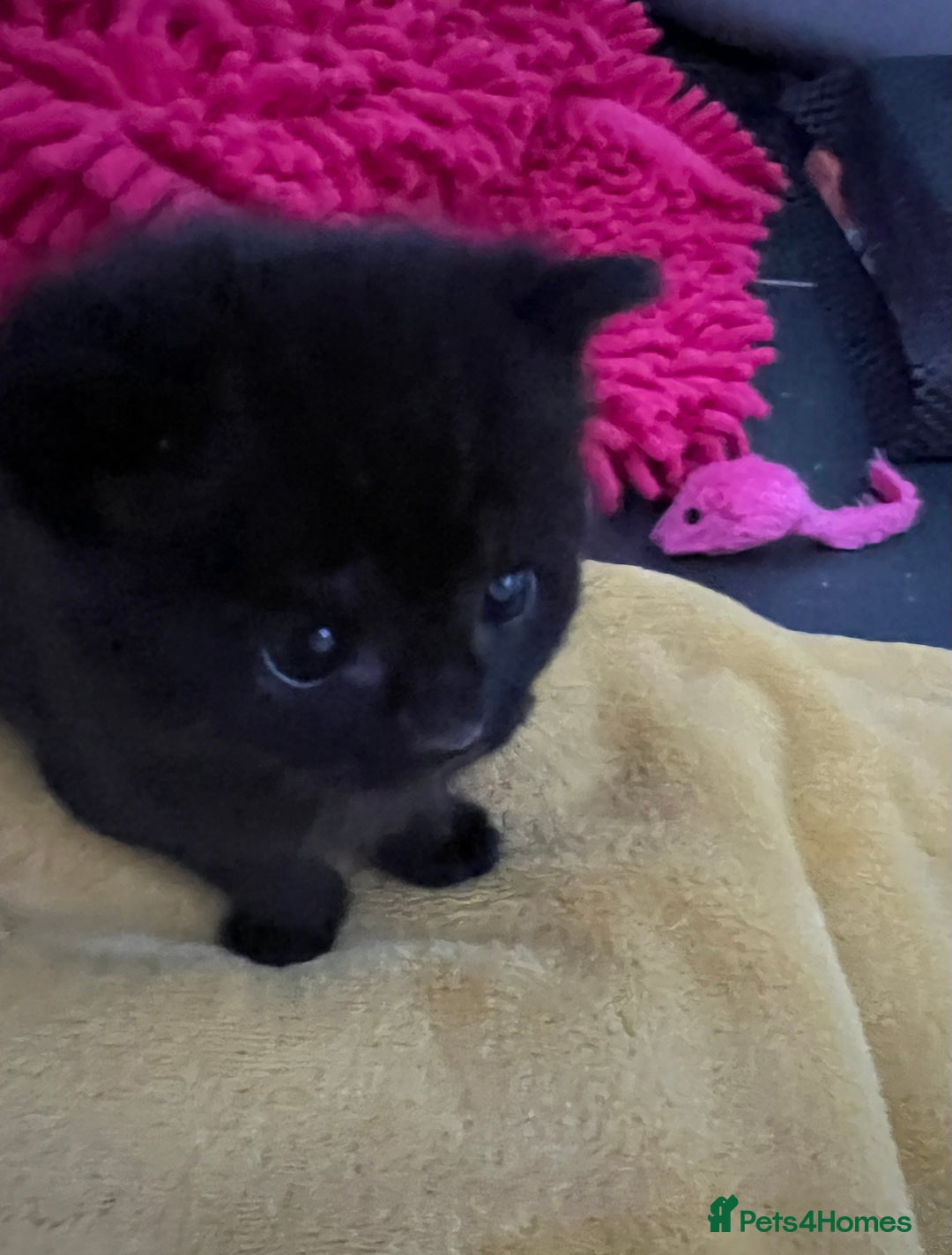 Mixed Breed cats for sale: CLEMENTINE’S CUTIES - (MUM with BENGAL)   - Advert 31