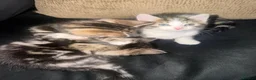 Mixed Breed cats for sale: Beautiful kittens  in Manchester - Advert 2