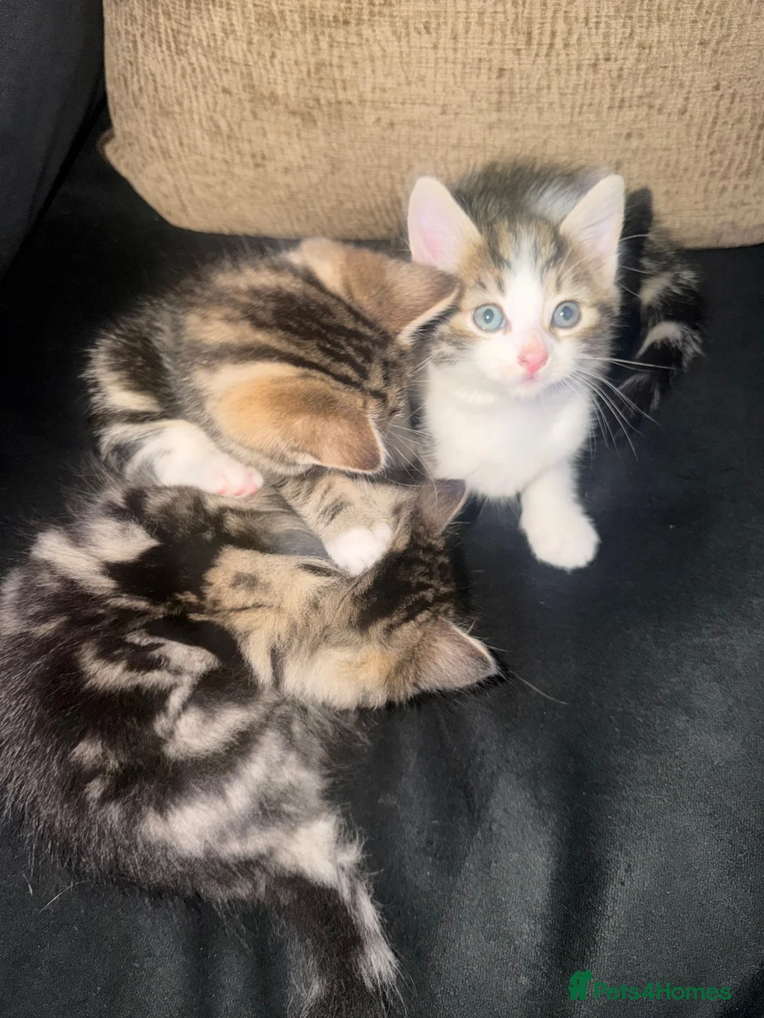 Mixed Breed cats for sale: Beautiful kittens  in Manchester - Advert 2