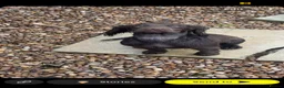 Cocker Spaniel dogs for sale: 2 cocker spaniels  in Shildon - Advert 8