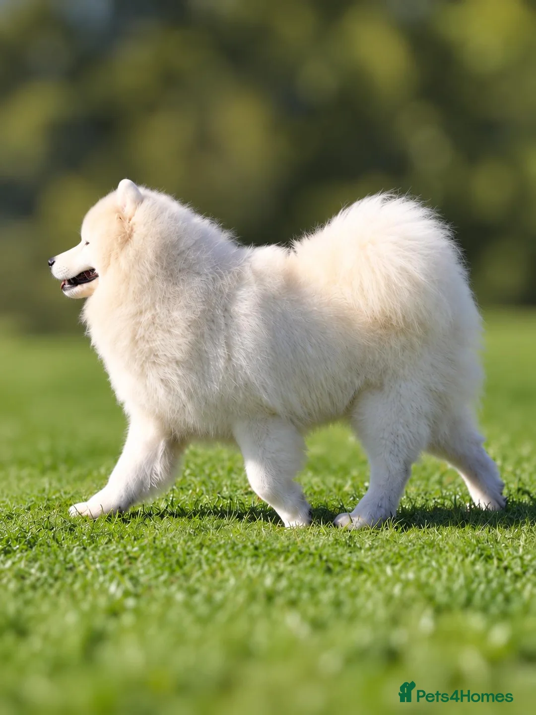 Samoyed dogs for stud: KC Registered Samoyed Stud – BVA Hip Scored - Advert 4