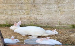 New Zealand rabbits for sale: New Zealand White Rabbits - Image 3
