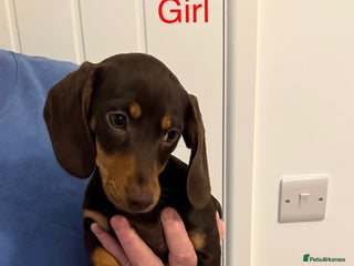 Miniature Dachshund dogs Miniature dachshund puppies *READY TO LEAVE* - Advert 9