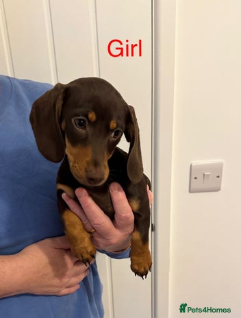 Miniature Dachshund dogs - Advert 2