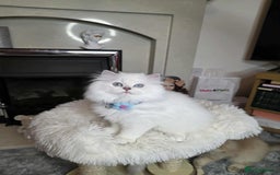 British Longhair cats for sale: Purebred British Longhair Boys-WCF Pedigree - Image 4