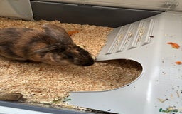 Harlequin rabbits for sale: Lovely male harlequin rabbit  - Image 3