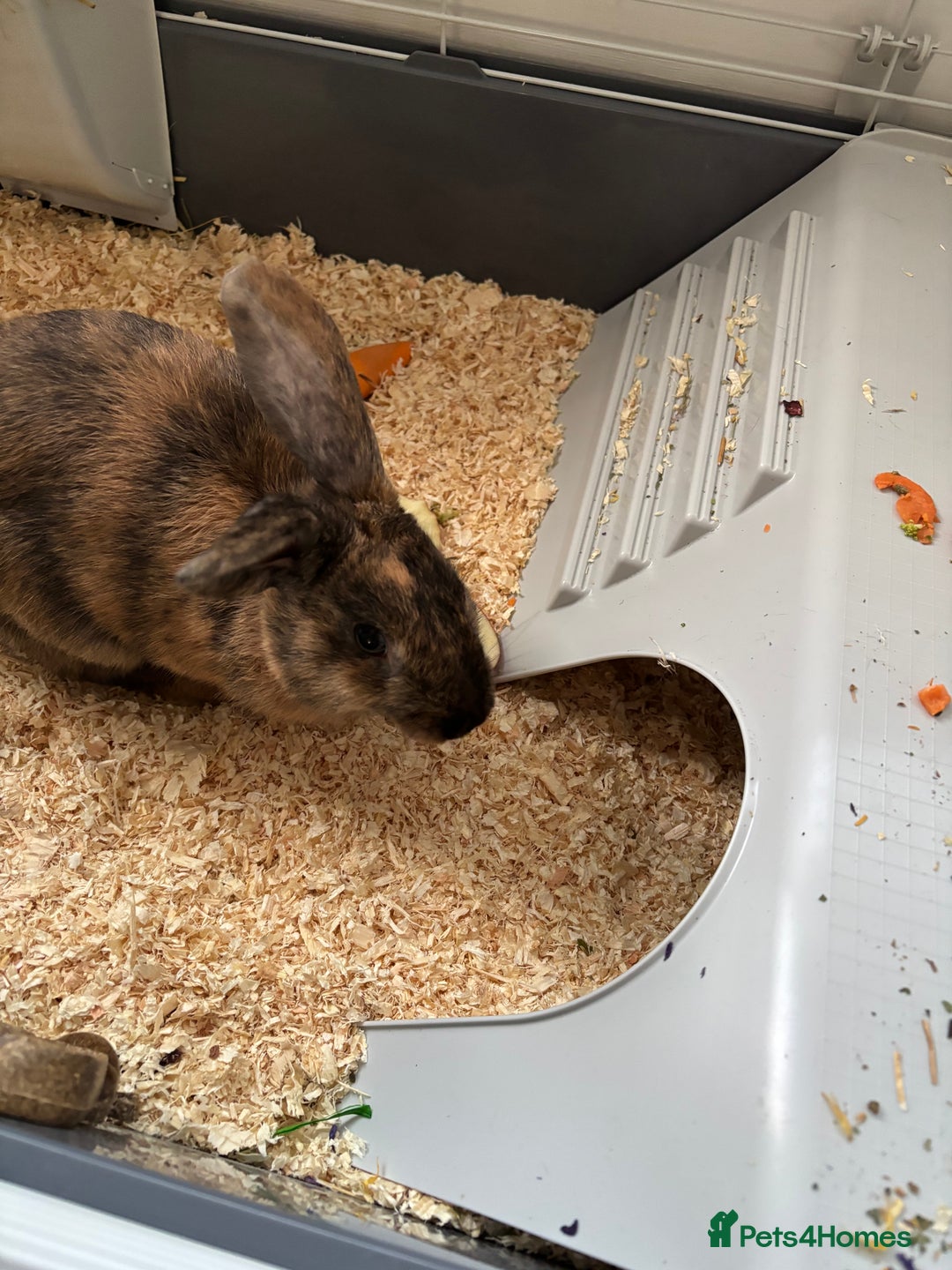 Harlequin rabbits for sale: Lovely male harlequin rabbit  - Image 3