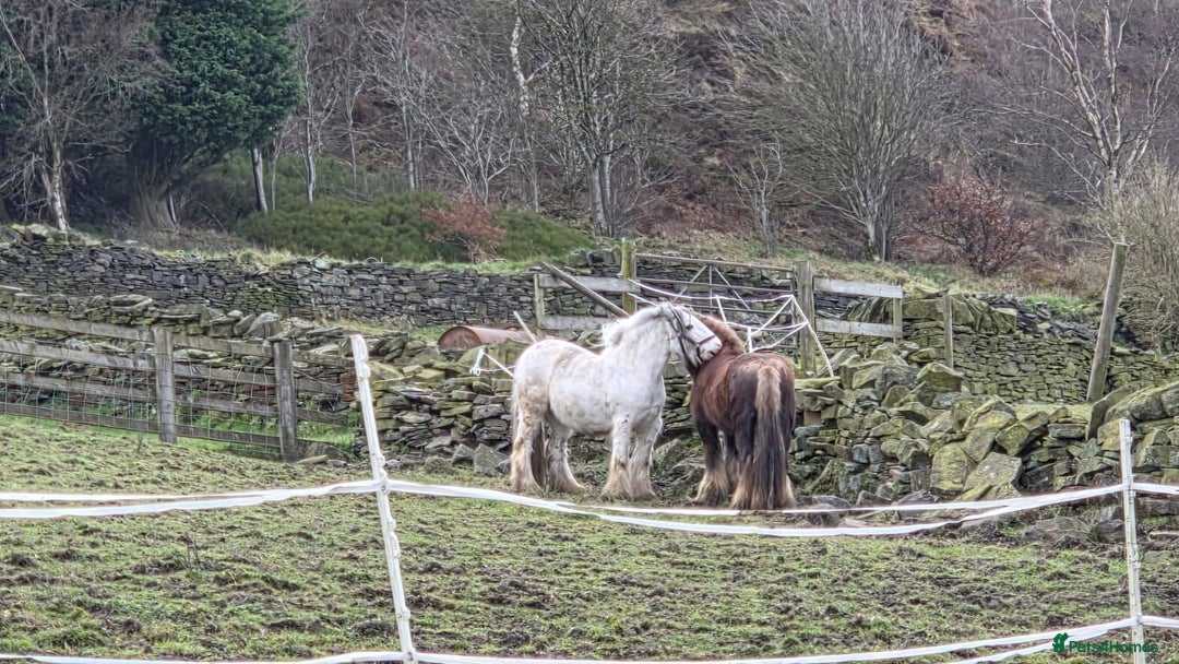 Irish Cob horses for sale: 12.3 Cob Pony - Image 6
