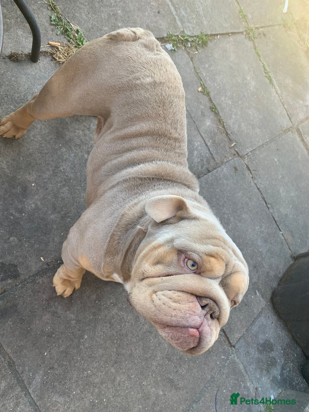 English Bulldog dogs for sale: English bulldog  - Advert 2