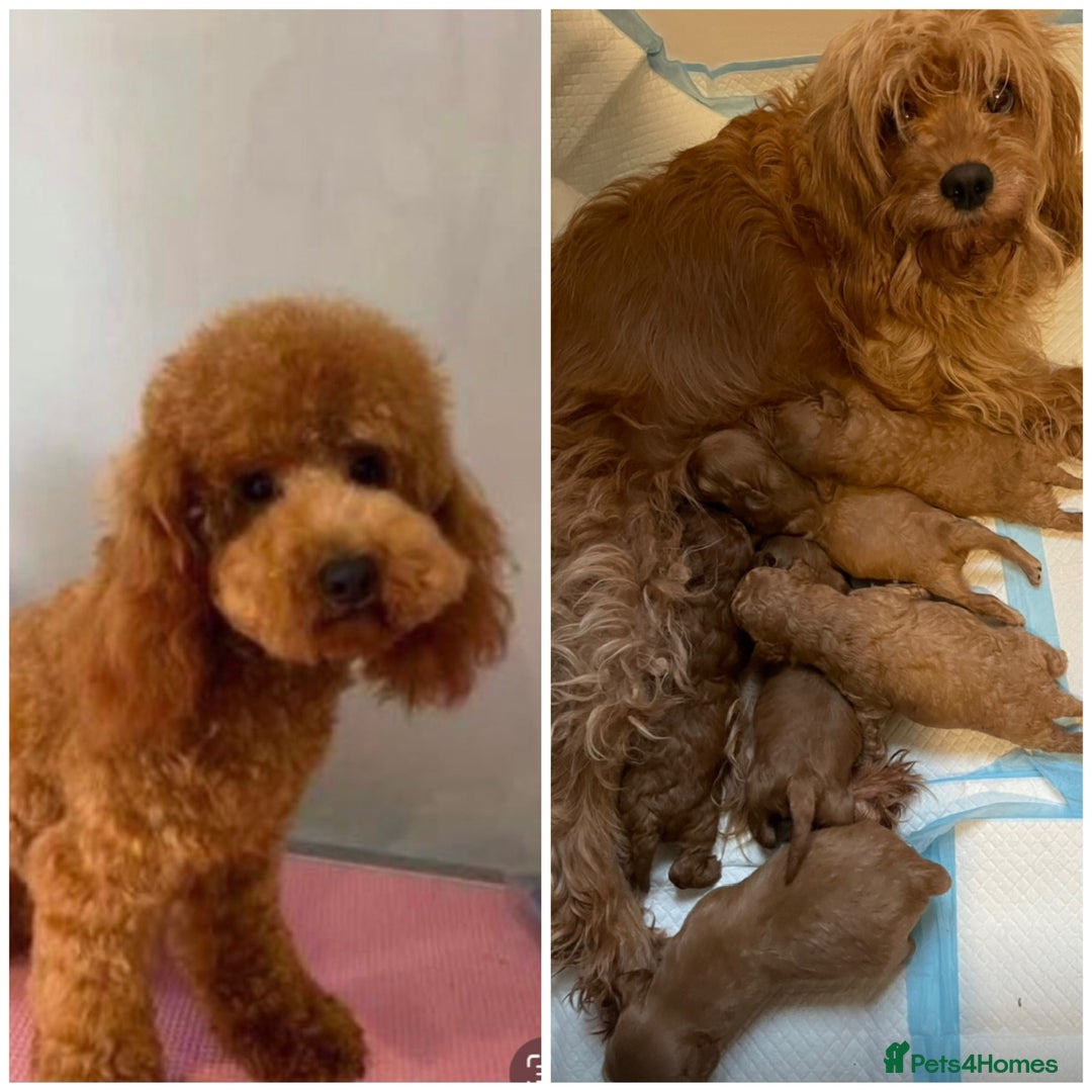 Cavapoo dogs for sale: Extensively DNA 200 tests BVA heart/eyes clear  - Image 7