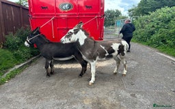 Donkey livestock for sale: 5 year old gelding donkeys  - Image 8