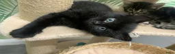 Mixed Breed cats for sale: 5 beautiful boy kittens  - Advert 3