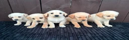 Goldador dogs for sale: Goldador puppies 9 available  - Advert 28