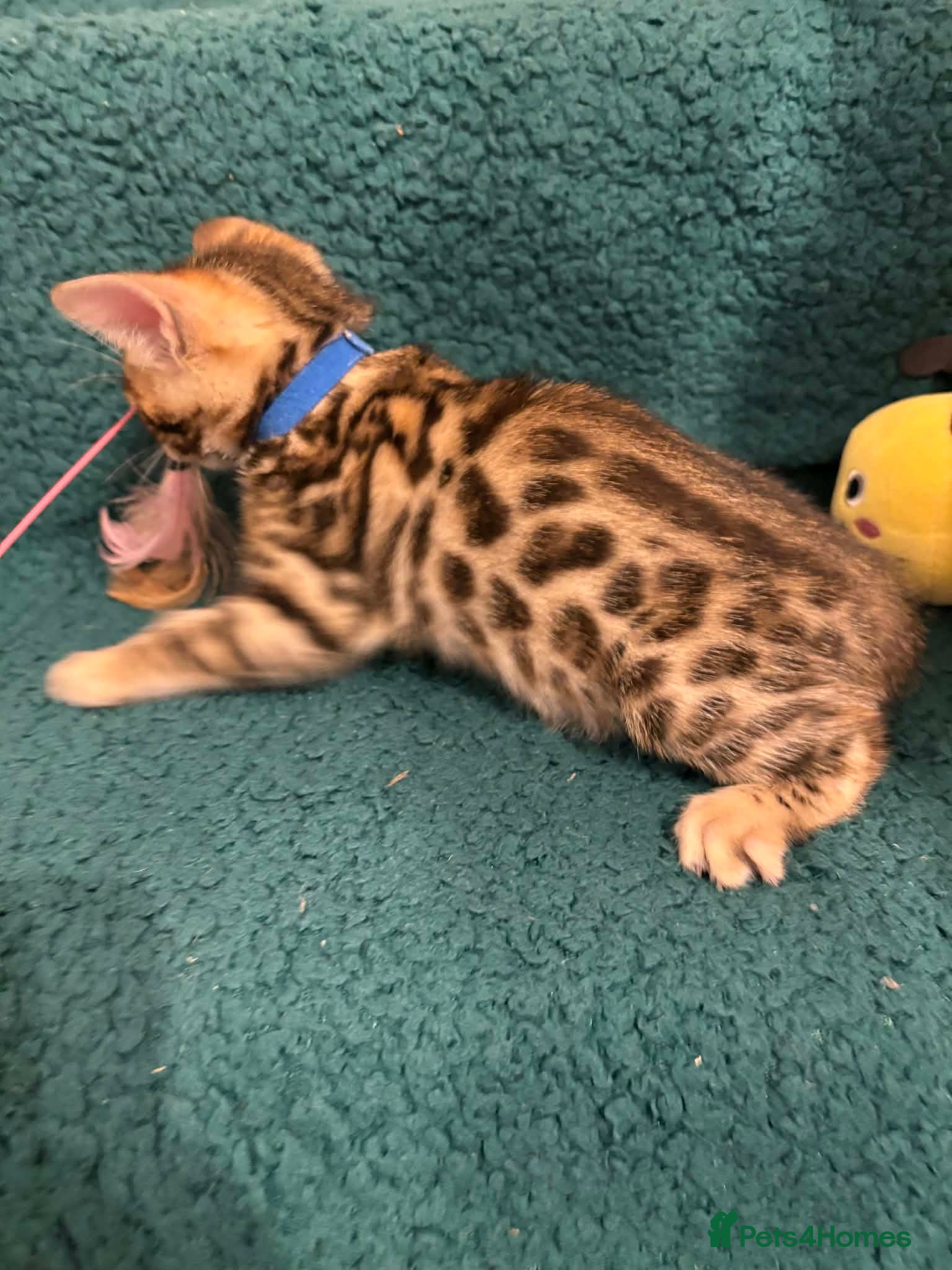 Bengal cats *ONLY 2 LEFT!* Amazing Bengal kittens  - Advert 1