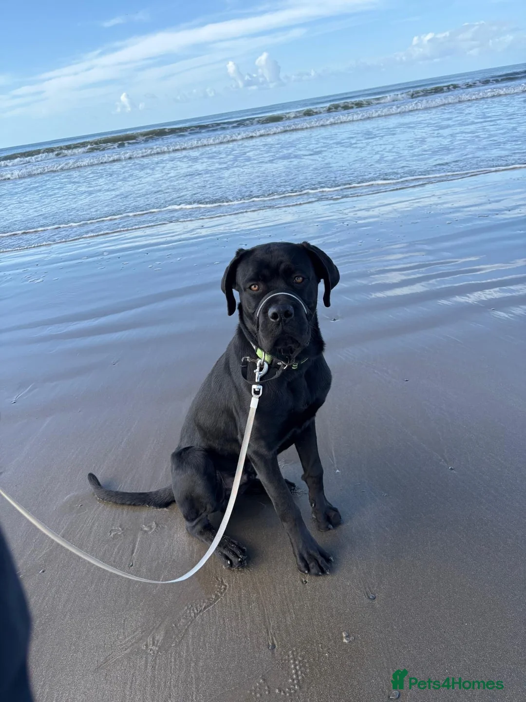 Mixed Breed dogs for sale: Cane Corso x Rottweiler looking for home in Borth - Advert 1