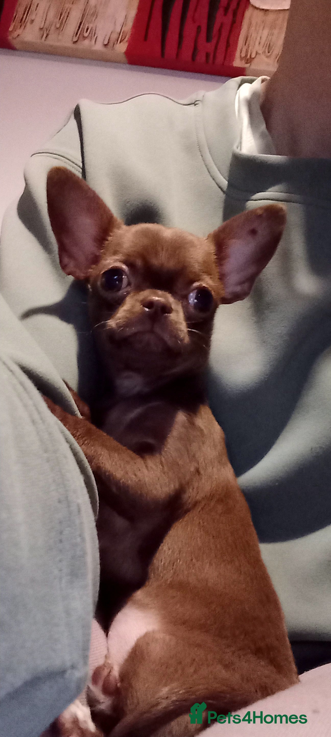 Chihuahua dogs Smoot-coat chocolate girl  - Advert 6