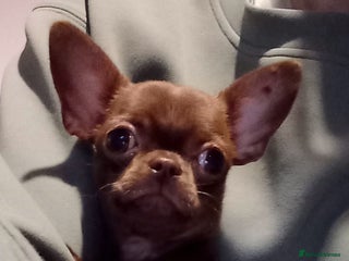 Chihuahua dogs Smoot-coat chocolate girl - Advert 6